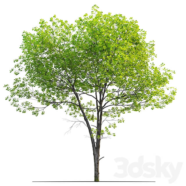Tulip tree 3D Models 3DSKY