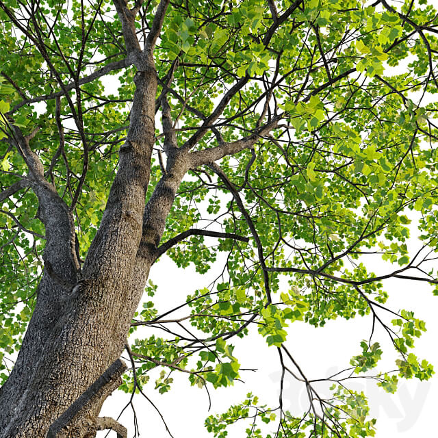 Tulip tree 3D Models 3DSKY