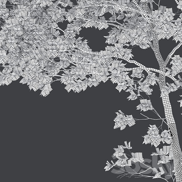 Tulip tree 3D Models 3DSKY