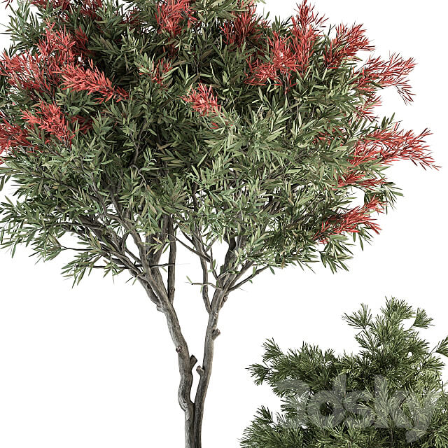 Red Crape Myrtle tree and Bush Outdoor Garden Set 313 3D Models 3DSKY