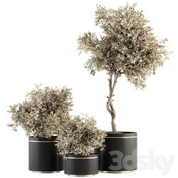 indoor Plant Set 310 Tree and Plant Set in Black pot 3D Models 3DSKY 