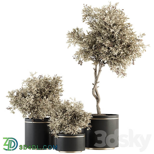 indoor Plant Set 310 Tree and Plant Set in Black pot 3D Models 3DSKY