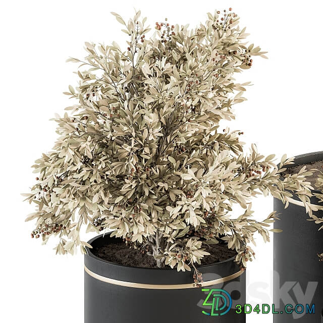 indoor Plant Set 310 Tree and Plant Set in Black pot 3D Models 3DSKY