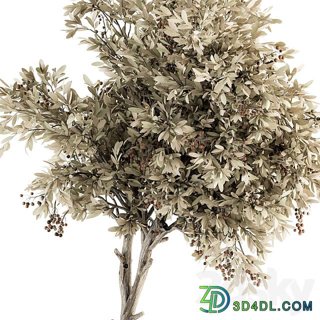 indoor Plant Set 310 Tree and Plant Set in Black pot 3D Models 3DSKY