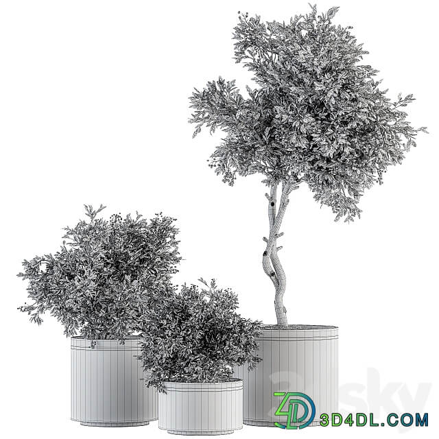 indoor Plant Set 310 Tree and Plant Set in Black pot 3D Models 3DSKY