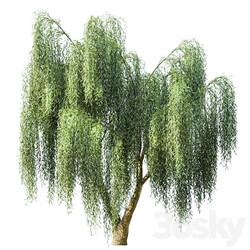 Willow 3D Models 3DSKY 
