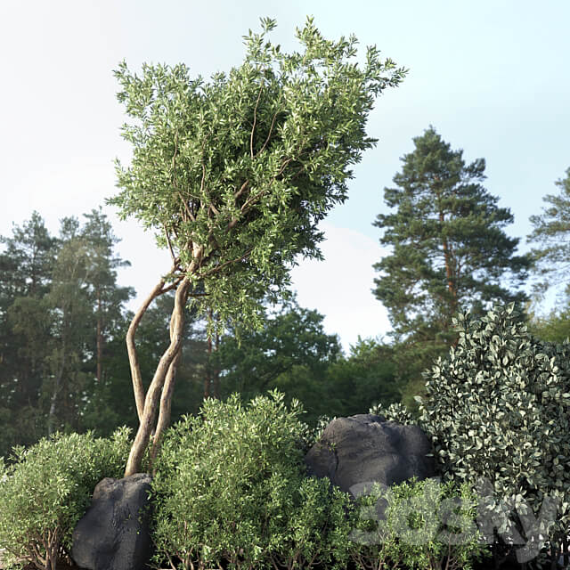 Collection Outdoor Indoor plant 67 green garden plant tree bush corona 3D Models 3DSKY