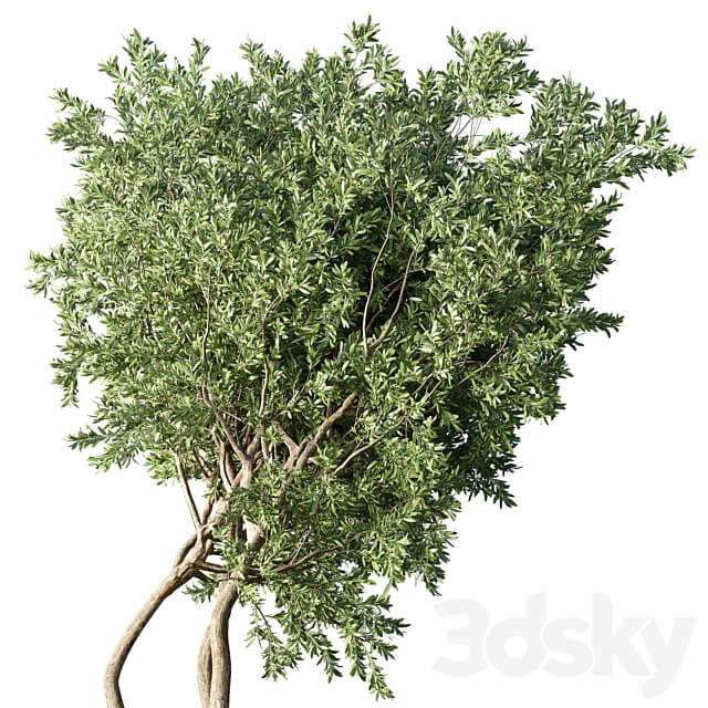 Collection Outdoor Indoor plant 67 green garden plant tree bush corona 3D Models 3DSKY