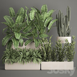 Plant collection 1062. Strelitzia thickets fern cactus cereus Zamioculcas pot flowerpot banana bush 3D Models 