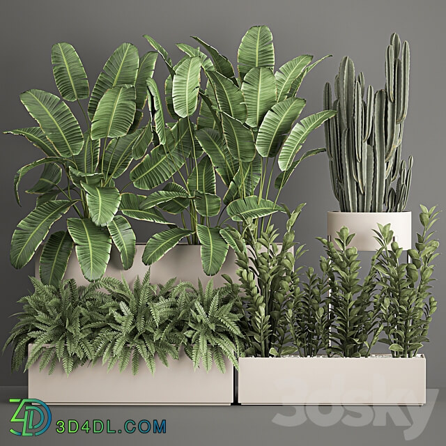 Plant collection 1062. Strelitzia thickets fern cactus cereus Zamioculcas pot flowerpot banana bush 3D Models