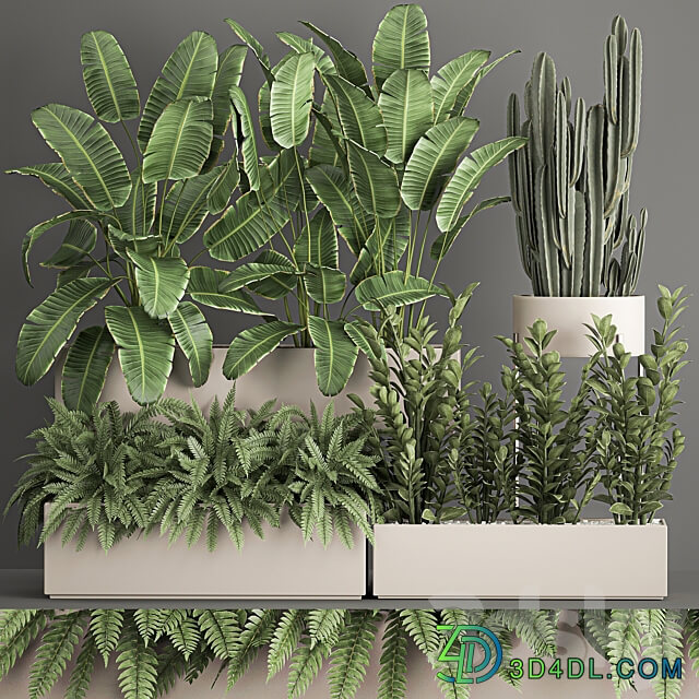 Plant collection 1062. Strelitzia thickets fern cactus cereus Zamioculcas pot flowerpot banana bush 3D Models