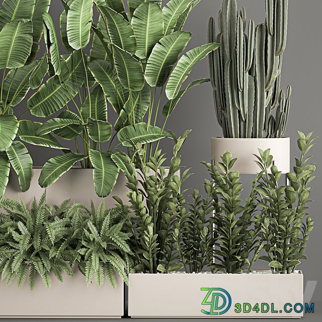 Plant collection 1062. Strelitzia thickets fern cactus cereus Zamioculcas pot flowerpot banana bush 3D Models