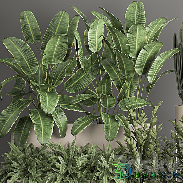 Plant collection 1062. Strelitzia thickets fern cactus cereus Zamioculcas pot flowerpot banana bush 3D Models