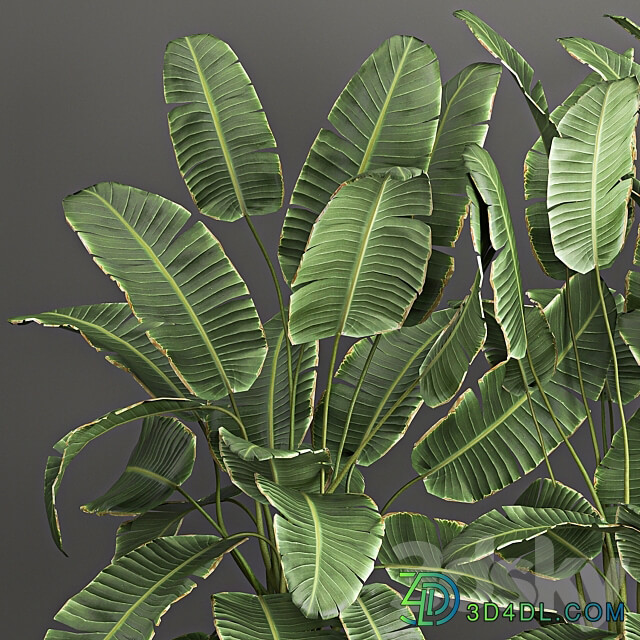 Plant collection 1062. Strelitzia thickets fern cactus cereus Zamioculcas pot flowerpot banana bush 3D Models