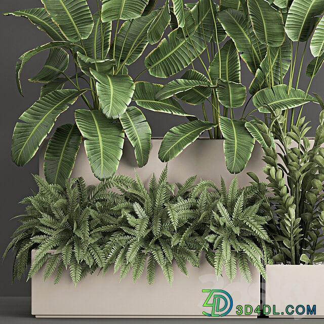 Plant collection 1062. Strelitzia thickets fern cactus cereus Zamioculcas pot flowerpot banana bush 3D Models