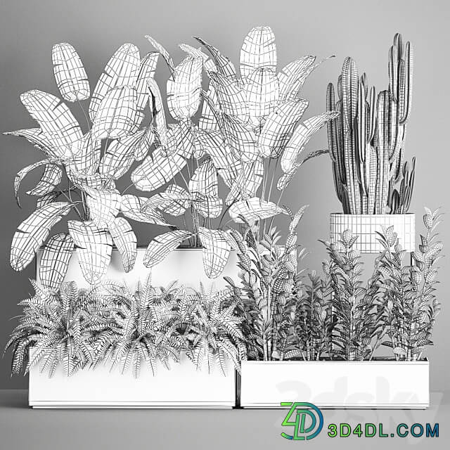 Plant collection 1062. Strelitzia thickets fern cactus cereus Zamioculcas pot flowerpot banana bush 3D Models
