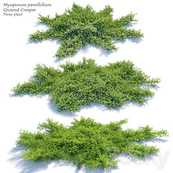 Myoporum parvifolium 3D Models 3DSKY 