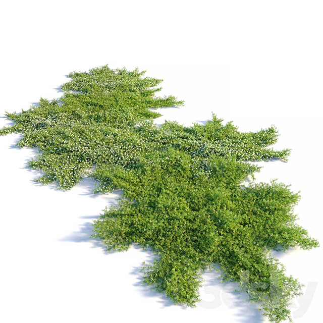 Myoporum parvifolium 3D Models 3DSKY