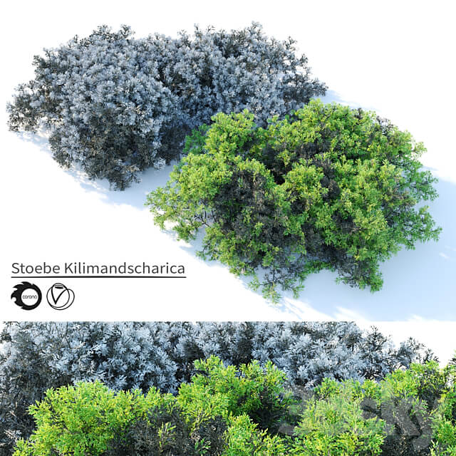 Stoebe kilimandscharica 3D Models 3DSKY