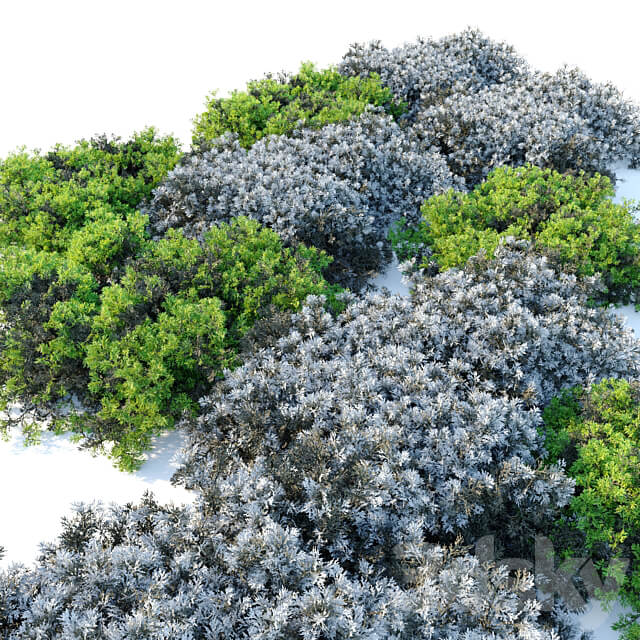 Stoebe kilimandscharica 3D Models 3DSKY