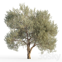 Olive tree 5 3D Models 3DSKY 