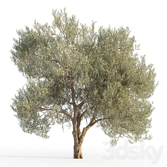 Olive tree 5 3D Models 3DSKY