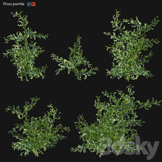 Moraceae Ficus pumila 3D Models 3DSKY