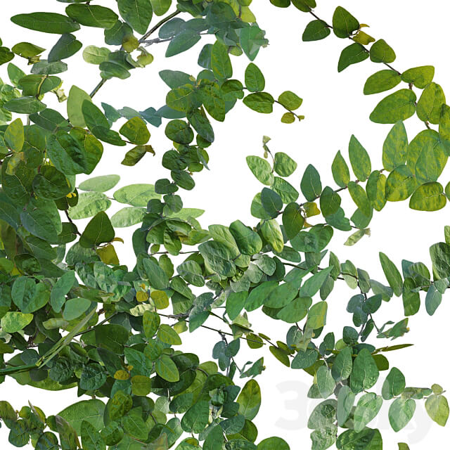 Moraceae Ficus pumila 3D Models 3DSKY