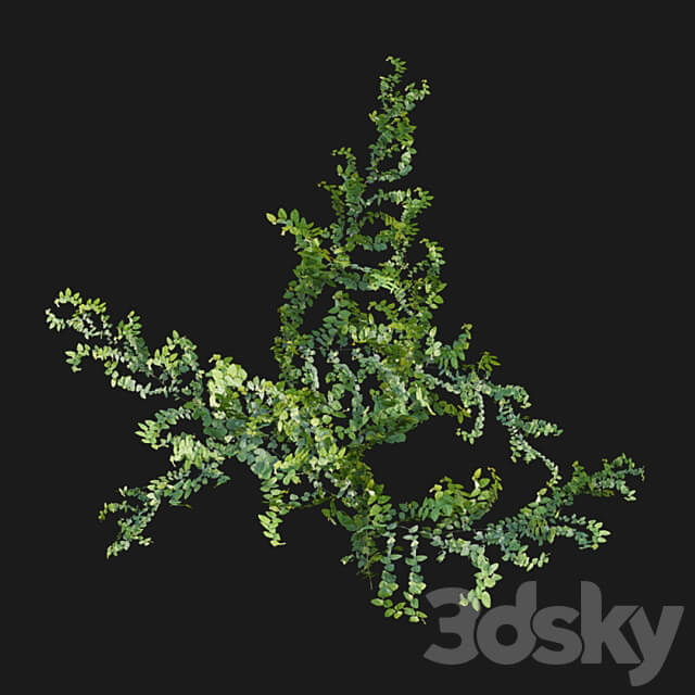 Moraceae Ficus pumila 3D Models 3DSKY