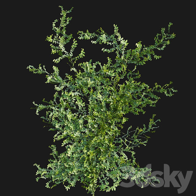 Moraceae Ficus pumila 3D Models 3DSKY