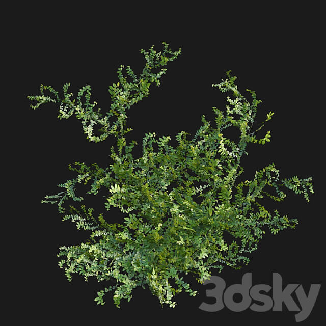 Moraceae Ficus pumila 3D Models 3DSKY