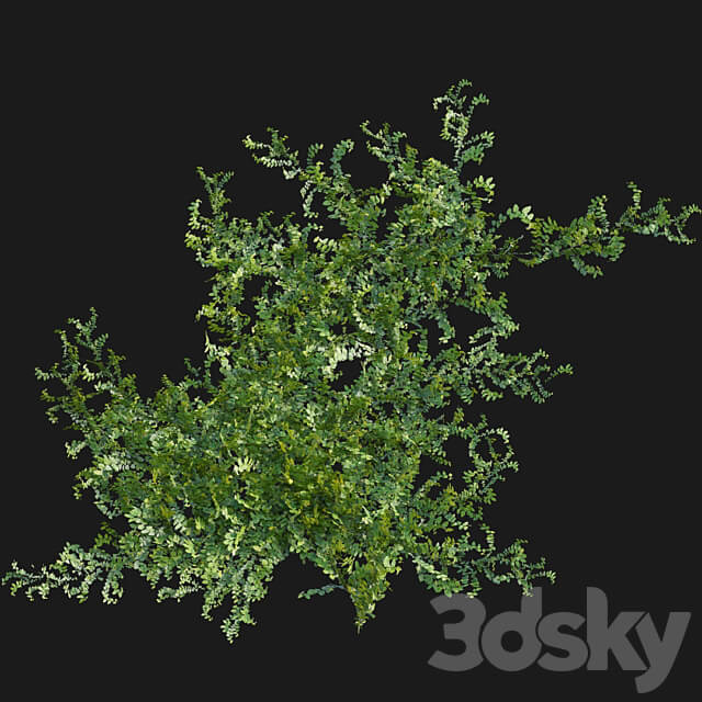 Moraceae Ficus pumila 3D Models 3DSKY