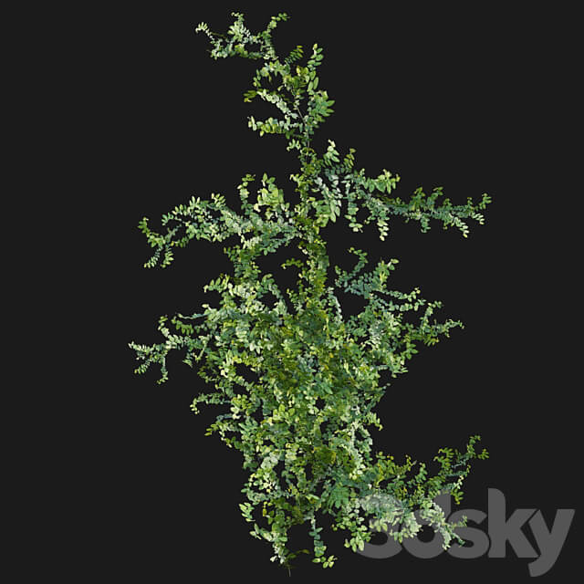 Moraceae Ficus pumila 3D Models 3DSKY