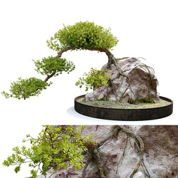 Bonsai plant 04 3D Models 3DSKY 