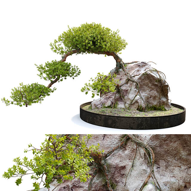Bonsai plant 04 3D Models 3DSKY