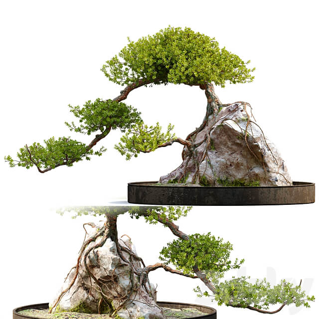 Bonsai plant 04 3D Models 3DSKY