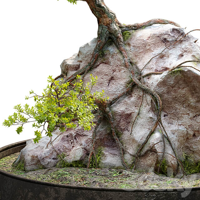 Bonsai plant 04 3D Models 3DSKY