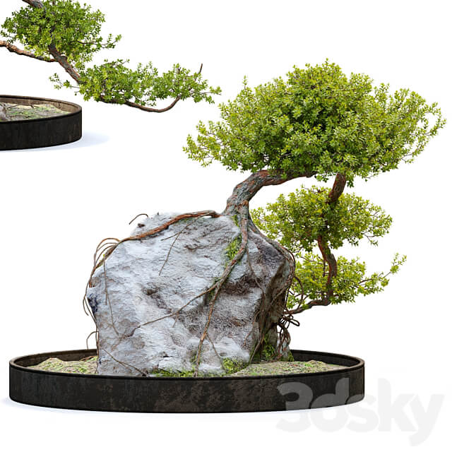 Bonsai plant 04 3D Models 3DSKY