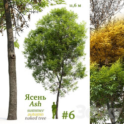 Ash tree Fraxinus 6 3D Models 3DSKY 