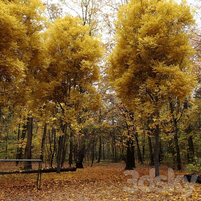 Ash tree Fraxinus 6 3D Models 3DSKY