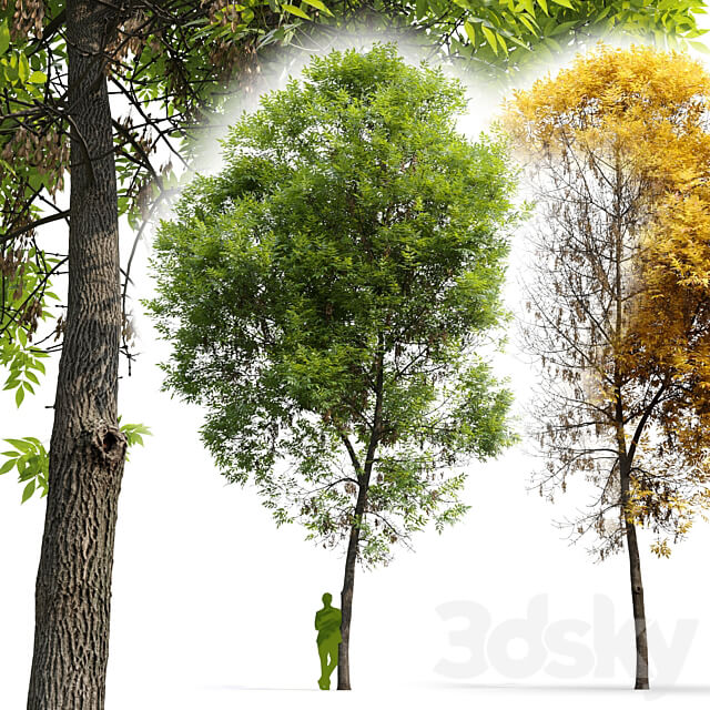 Ash tree Fraxinus 6 3D Models 3DSKY