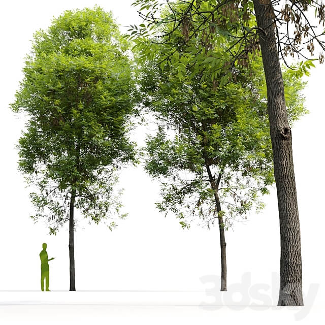 Ash tree Fraxinus 6 3D Models 3DSKY