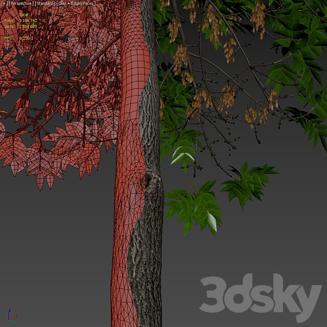 Ash tree Fraxinus 6 3D Models 3DSKY
