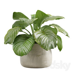 Potted calathea orbifolia 3D Models 