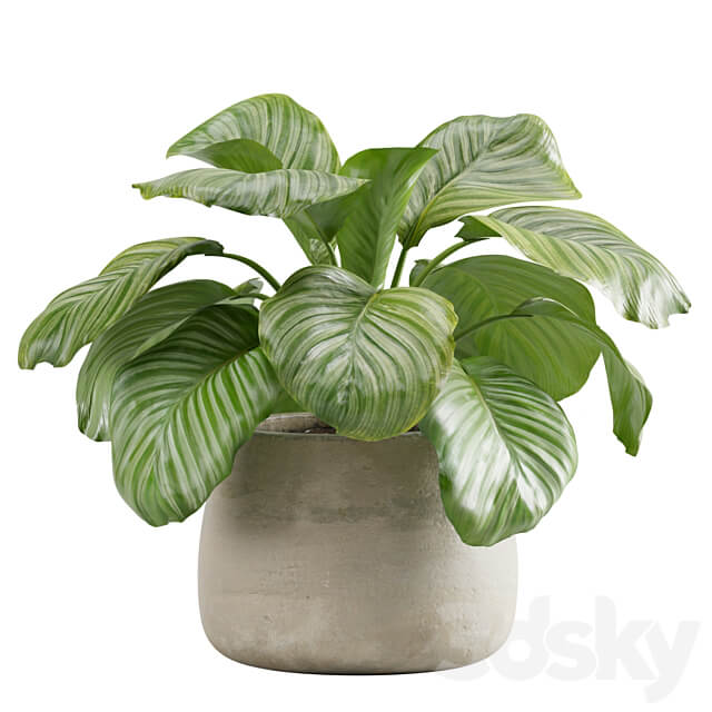 Potted calathea orbifolia 3D Models