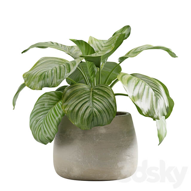 Potted calathea orbifolia 3D Models