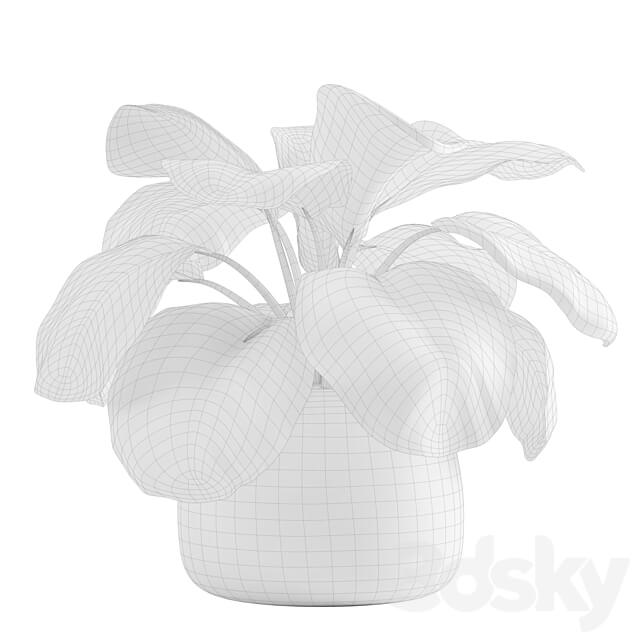 Potted calathea orbifolia 3D Models
