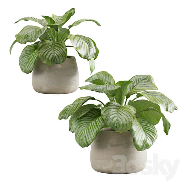Potted calathea orbifolia 3D Models