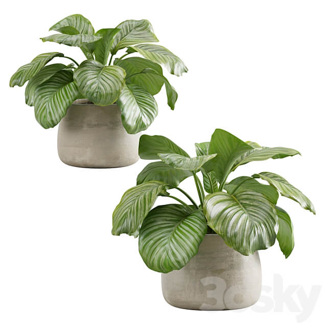 Potted calathea orbifolia 3D Models