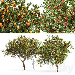 fruit trees orange and apple 3D Models 